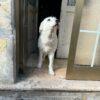 LILLA - 7 Anni  - Simil Spinone  - Taglia: Media  - Carattere: dolce, buona  - Affinità: Persone, cani, gatti Foto 2